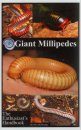Giant Millipedes