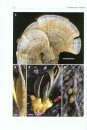 Syllabus of Plant Families, Volume 2/1: Photoautotrophic Eukaryotic Algae