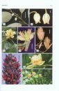 Syllabus of Plant Families, Volume 4: Pinopsida (Gymnosperms), Magnoliopsida (Angiosperms) p.p.