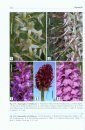 Syllabus of Plant Families, Volume 4: Pinopsida (Gymnosperms), Magnoliopsida (Angiosperms) p.p.
