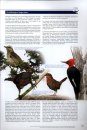 Important Bird Areas of the Americas
