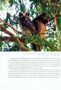 Owls, Frogmouths and Nightjars of Australia