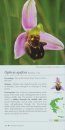 The Bee Orchids of Greece