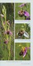 The Bee Orchids of Greece