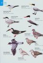Field Guide Buenos Aires / Guía de Campo Buenos Aires