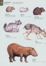 Field Guide Buenos Aires / Guía de Campo Buenos Aires