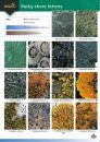 Guide to Rocky Shore Lichens