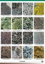 Guide to Rocky Shore Lichens