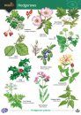 A Guide to Hedgerows