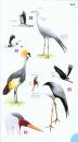 Newman's Birds of Southern Africa