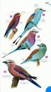 Newman's Birds of Southern Africa