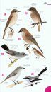 Newman's Birds of Southern Africa