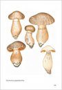 Fungi non Delineati 43: Cortinaires and Russules Rares ou Critiques [Rare and Endagered Cortinarius and Russula]