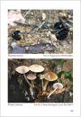 Fungi non Delineati 44: Algunos Hongos Interesantes de Girona [Some Interesting Fungi of Girona]