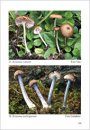 Fungi non Delineati 45: Entoloma Nuevos o Interesantes de la Península Ibérica (2) [New or interesting Entoloma of the Iberian Peninsula (2)]
