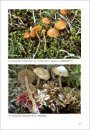 Fungi non Delineati 46: Studies in Galerina - Galerinae Flandriae (3)