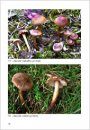 Fungi non Delineati 47: Especies Nuevas e Interesantes del Genero - Inocybe (1) [New and Interesting Species of the Genus - Inocybe (1)]