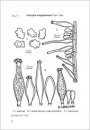 Fungi non Delineati 47: Especies Nuevas e Interesantes del Genero - Inocybe (1) [New and Interesting Species of the Genus - Inocybe (1)]