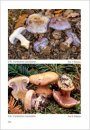 Fungi non Delineati 48-49: Cortinarius Ibero-Insulares 2 [Italian]