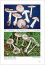 Fungi non Delineati 51-52: Quelques Espèces Nouvelles ou Mal Delimitées d'Amanita de la Sous-section Vaginatinae [Some New or Poorly Delimited Species of Amanita of Subsection Vaginatinae]