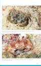 Field Guide to Sea Stingers and Other Venomous and Poisonous Marine Invertebrates of Western Australia