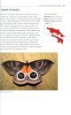 Butterflies, Moths, and Other Invertebrates of Costa Rica