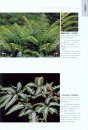 Native Ferns and Fern Allies of Yunnan China in Colour [English / Chinese]