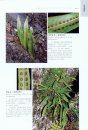 Native Ferns and Fern Allies of Yunnan China in Colour [English / Chinese]