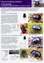 Guides to British Beetles 3. Dor Beetles