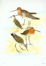 The Birds of Oman [Farsi]