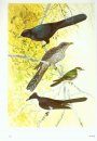 The Birds of Oman [Farsi]