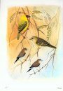 The Birds of Oman [Farsi]