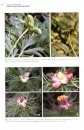 Peonies of the World, Volume 1: Taxonomy and Phytogeography