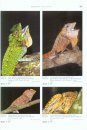 Agamid Lizards of Southern Asia / Agamen des Südlichen Asien