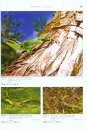 Agamid Lizards of Southern Asia / Agamen des Südlichen Asien