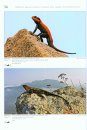 Agamid Lizards of Southern Asia / Agamen des Südlichen Asien