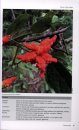 Field Guide to the Plants of East Sabah