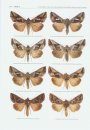 The Witt Catalogue, Volume 1: A Taxonomic Atlas of the Eurasian and North African Noctuoidea