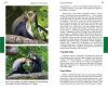 Primates of West Africa
