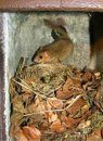 2KS Schwegler Common Dormouse Drey