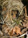 2KS Schwegler Common Dormouse Drey