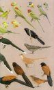 A Field Guide to the Birds of Sri Lanka