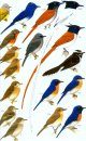 A Field Guide to the Birds of Sri Lanka