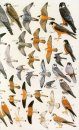 A Field Guide to the Birds of Sri Lanka