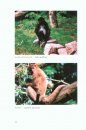 Neuweltaffen: Die Familien der Nicht-Callitrichidae: Nachtaffen, Kapuzinerartige, Springaffen und Sakis, Greifschwanzaffen [New World Monkeys: The Families of the Non-Callitrichidae: Night Monkeys, Capuchins, Titis and Sakis, and New World Monkeys]
