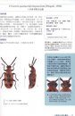 The Chrysomelidae of Taiwan, Volume 1 [Chinese]