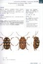 The Chrysomelidae of Taiwan, Volume 2 [Chinese]