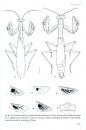 Mantids of the Euro-Mediterranean Area
