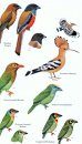 Birds of Sri Lanka