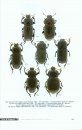Faune de Madagascar, Fasc. 93 - Insecta Coleoptera Tenebrionidae